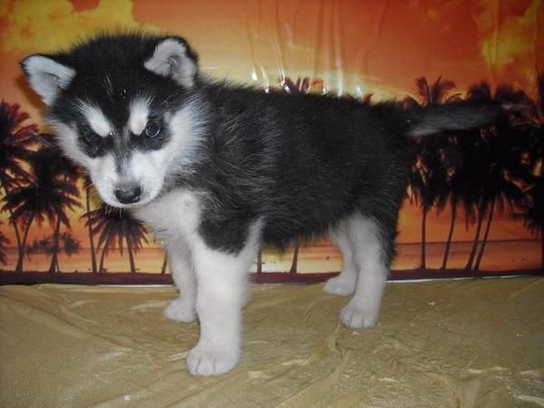 Cachorros de HUSKY SIBERIANO - 450 - GARANTIA Y PEDIGRI