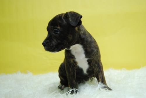 Disponibles Staffordshire Bullterrier - Hembras Cachorros de Calidad - Fotos Actuales