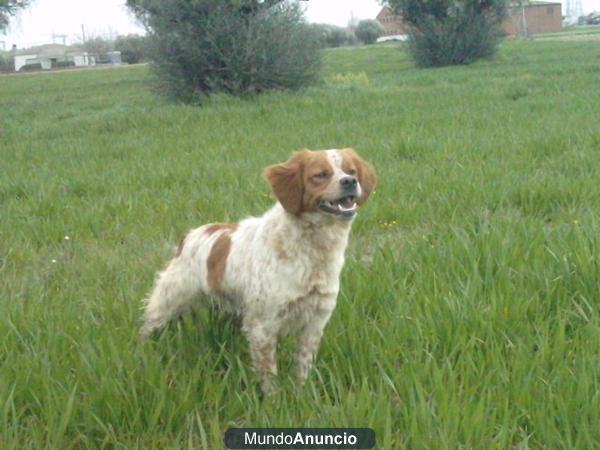 EPAGNEULBRETON CAMADA CON 2 MESES