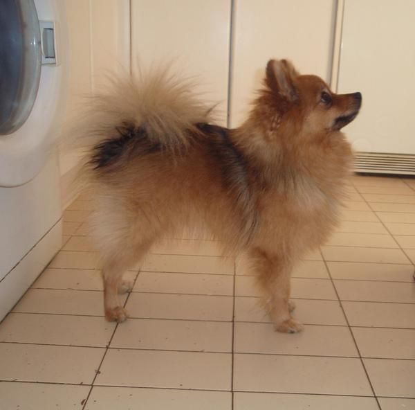 Pomerania macho para monta