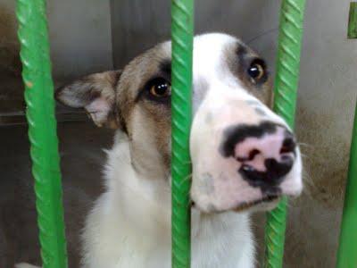 GOLUM, PRECIOSO MESTIZO EN ADOPCIÓN