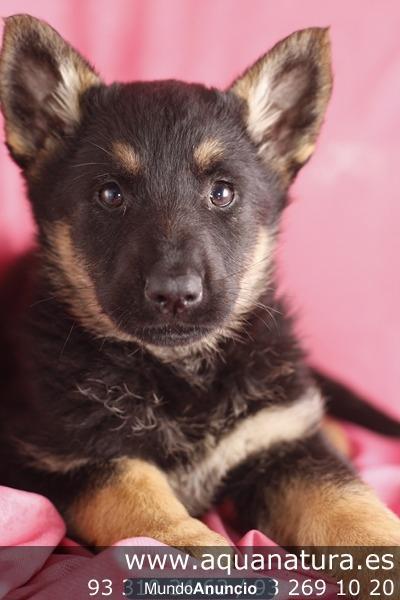 PASTOR ALEMÁN - CACHORROS -  GARANTÍA AQUANATURA  - TIENDA EN BARCELONA – VENTA – CRIADERO Preciosa camada, se entrega a