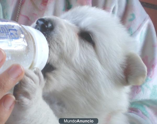 Pastor Alemán Blanco 1 Cachorro  disponible