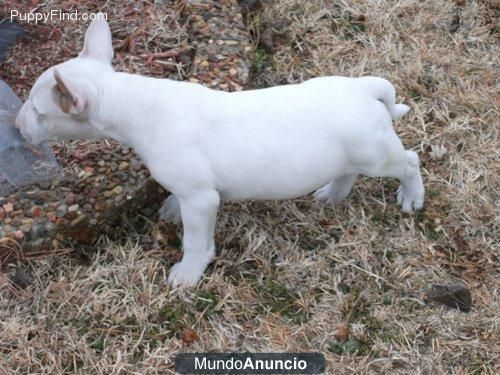 BULL TERRIER nueva camada