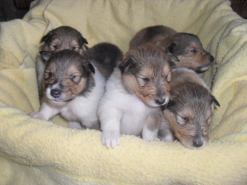 Cachorros rough collie