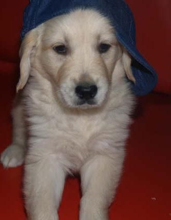 Golden en venta, cachorros