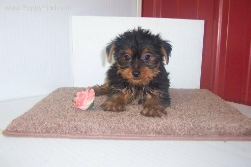 Somos apasionados del YORKSHIRE TERRIER, es un perro que reune todas las caracteristicas ideales en un perro, lealtad, o