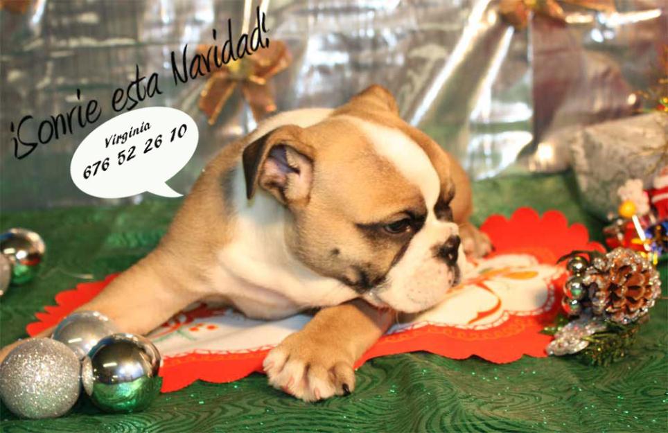 Bulldog ingles,la mejor compañia para navidad