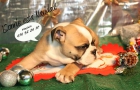 Bulldog ingles,la mejor compañia para navidad - mejor precio | unprecio.es