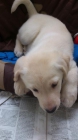 Cachorra labrador (particular) - mejor precio | unprecio.es