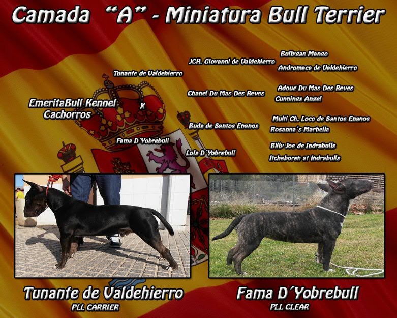 Camada miniatura BullTerrier con LOE