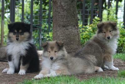 Excelente camada Rough Collie