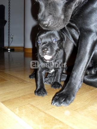 Excelentes cachorros staffordshire bull terrier