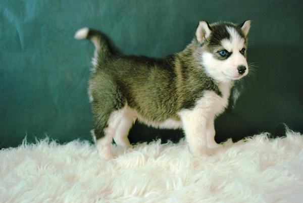 Husky Siberianos Preciosos Cachorros Disponbles