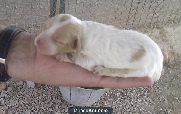 se regalan bretones cachorros