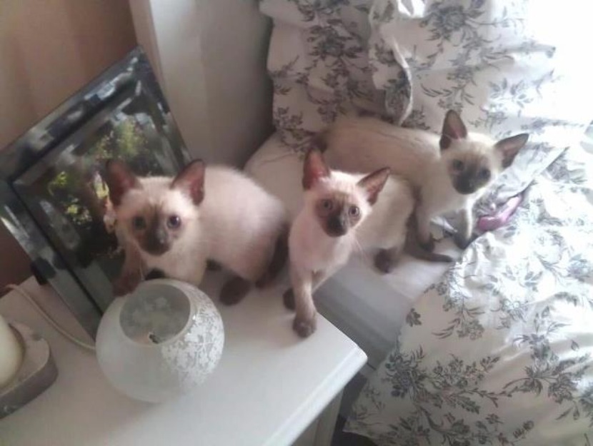 Se vende Gatitos Siames