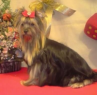 yorkshire terrier adulto de capricho a 350