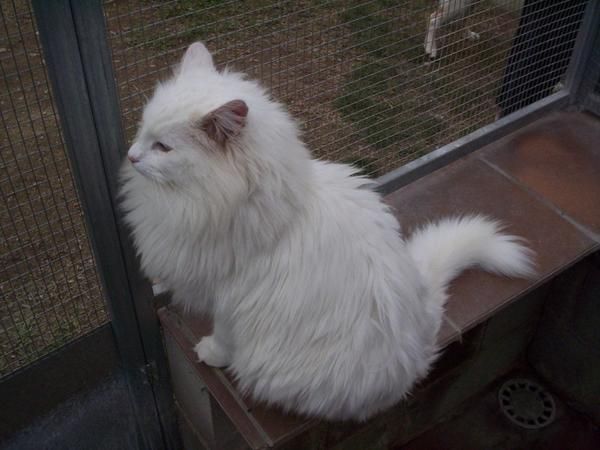 BOSQUE DE NORUEGA Este gato, muy seguro de sí mismo, está dotado de un temperamento muy estable. Sociable, de carácter f