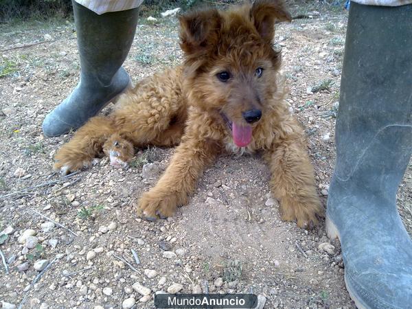 cachorra de pastorina pura todo un regalo