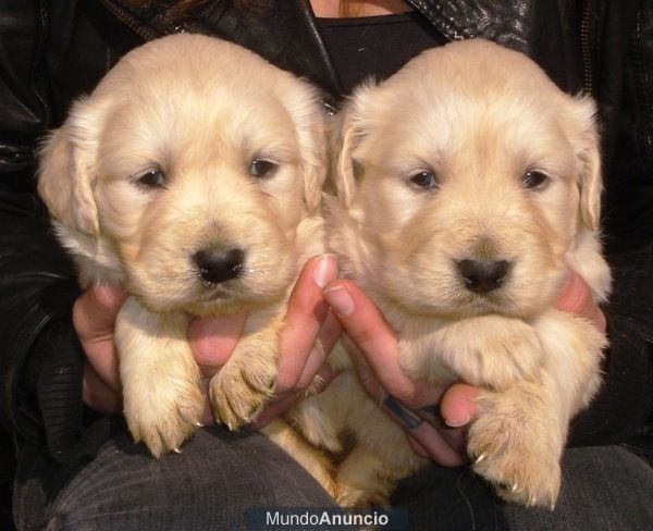 CACHORROS DE GOLDEN RETRIEVER 600