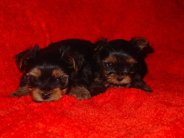 CACHORROS YORKSHIRE TERRIER