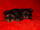 CACHORROS YORKSHIRE TERRIER - mejor precio | unprecio.es