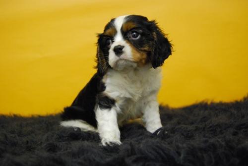 Cavalier King Charles en diferentes colores (fotos reales)