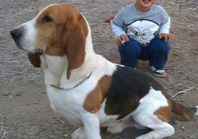 OFREZCO mascota: Basset Hound adorable