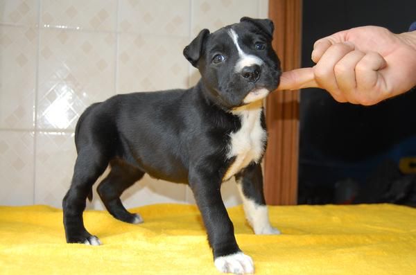 Pit bull de Peralmar