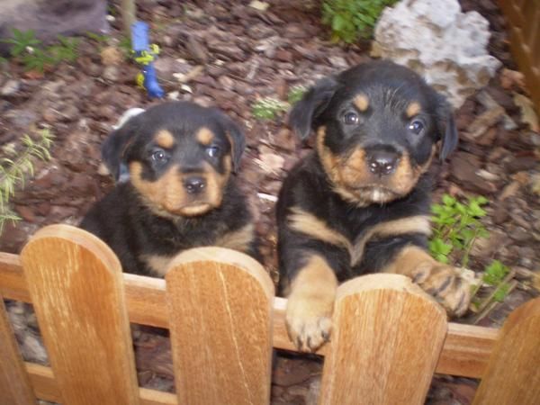 Preciosos cachorritos de rottweiler, particular. 275 .