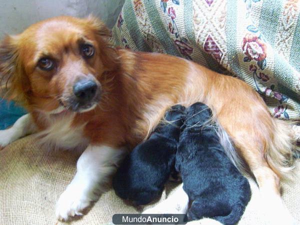 Regalo Cachorros de perro (2 semanas)