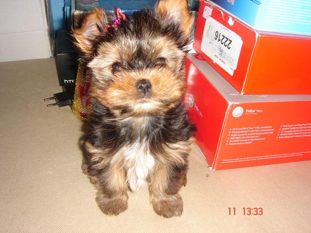 Yorkshire Terrier