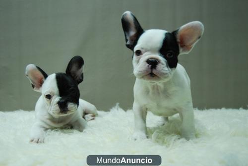 cachorretes de Bulldog frances¡