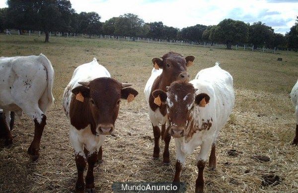 BERRENDAS EN COLORAO