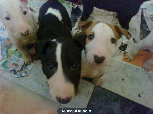 bull terrier