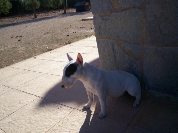 BULL TERRIER MINIATURA