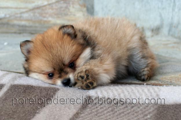 Cachorros de pomerania peludisiimos