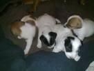 cuatro Jack Russell pupies saludable  pupies para la venta