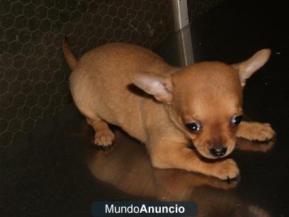 Excelente Cachorro chihuahua encantador para adopc