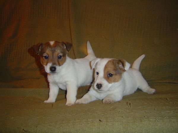 JACK RUSSELL TERRIER