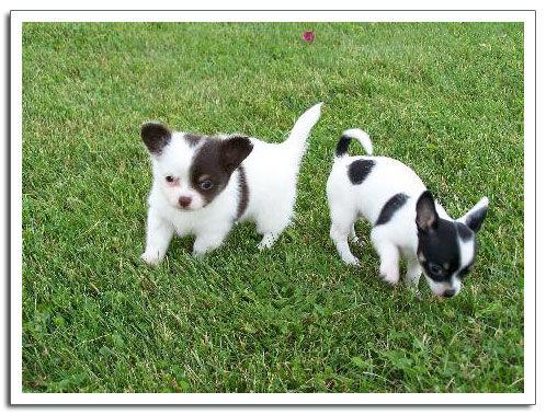 Preciosos cachorritos de chihuahua super minis