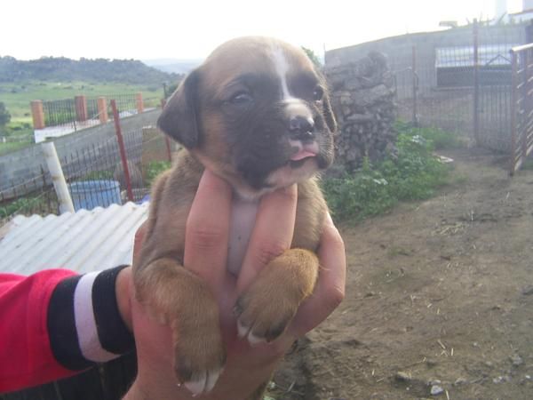 RESERVA tu cachorro de BOXER CON PEDIGREE 350