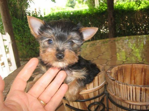 YORKSHIRE TERRIER MINI CAMADAS DISPONIBLES