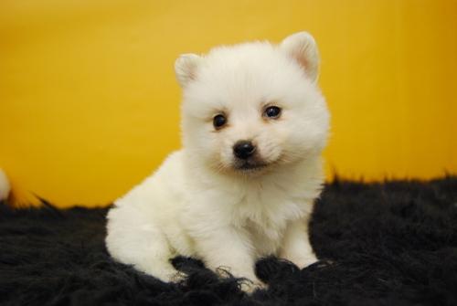 Autenticos Pomerania camada de raza con pedigree