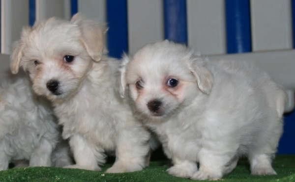 Bichon Maltes ,preciosos y adorables