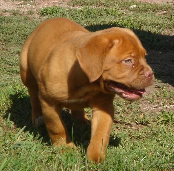 CACHORROS DE DOGO DE BURDEOS 850