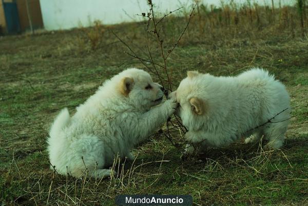 Camada de Chow Chow Con 2 meses Blancos y rojos Con pedigre