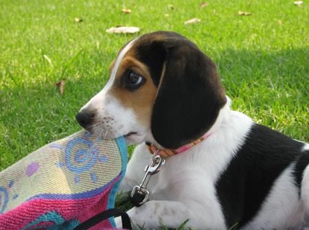 INICIO ENTRENADOS BEAGLE