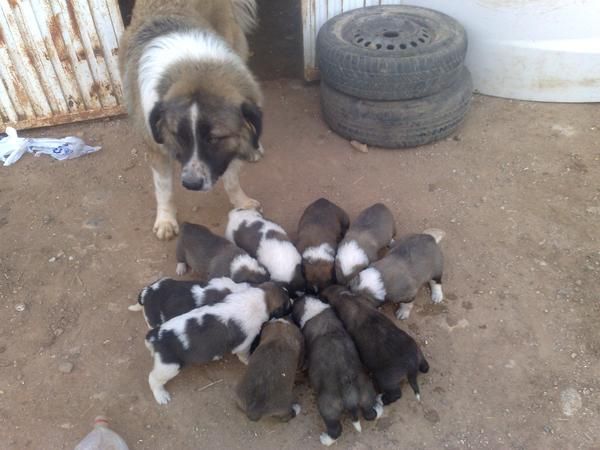 Se venden cachorros de Pastor del Cáucaso