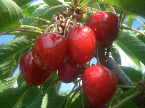 vendo cerezas del Bierzo. Calidad extra. Envío directamente a tu casa